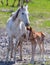 Horse with a little foal in the park