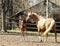 Horse and little red foal running on the sand in the paddock