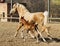 Horse and little red foal running on the sand in the paddock