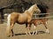 Horse and little red foal running on the sand in the paddock