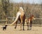 Horse and little red foal running on the sand in the paddock