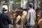 Horse livestock trading in Bac Ha market in the rural town of Lao Cai near Sapa Vietnam Asia