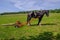 Horse logging, Shire posing with his trailer pulling a large log