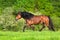 Horse with long mane