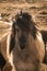 Horse with long mane portrait.Icelandic horses with sunlight in winter