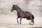 Horse with long mane run  in desert dust