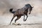 Horse with long mane run  in desert dust