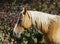 horse with a long white mane stands on the background of colorful bushes