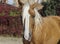 Horse with a long white mane stands on the background of colorful bushes