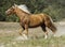 Horse with a long white mane stands on the field