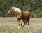 horse with a long white mane stands on the field