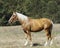 Horse with a long white mane stands on the field