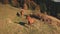 Horse look camera at mountain hill aerial. Funny farm animal at grass valley Autumn nature landscape