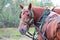 A horse looking back while harnessed up