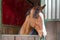 Horse looking out from his stall window