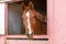 Horse looking out from his stall window