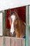 Horse looking out from his stall window