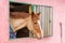 Horse looking out from his stall window