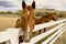 Horse looking over corral fence