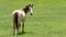 Horse looking over shoulder - banner