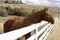 Horse looking over white corral fence