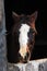 Horse looking through stall