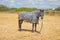 Horse looking with zebra blanket to protect from sun