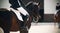 A horse looks at a competitor in a dressage competition