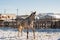 The horse looks out from behind a wooden fence.