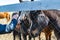 The horse looks through the trellis grid