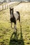 Horse Looks Up At Camera While Running Across Dewy Field