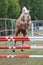 Horse loose jumping on breeders event outdoors