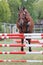 Horse loose jumping on breeders event outdoors