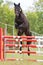 Horse loose jumping on breeders event outdoors