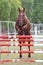 Horse loose jumping on breeders event outdoors