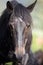 Horse with lots of fly in face