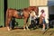 Horse lovers preparing American Saddle Horses for a horse show