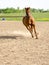 Horse on lunge line