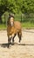 Horse lunging on paddock