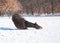 Horse lying down to start a good roll in snow