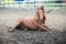Horse lying on his back on the ground. horse wallowing in dust