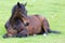 Horse lying on the meadow