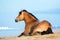 Horse lying near the sea