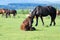 Horse lying in pasture