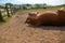 Horse lying in the sand