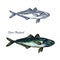 Horse mackerel fish vector isolated sketch icon