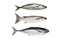 horse mackerel ,Grey Mullet or flathead mullet ,torpedo scad (Fi