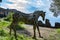 Horse made of wood and landscape