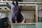 Horse in manege stable