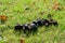 Horse manure drying in sun on grass